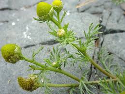 Attēlu rezultāti vaicājumam “Matricaria discoidea flower”