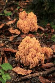 Attēlu rezultāti vaicājumam “Ramaria flava”