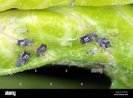 Attēlu rezultāti vaicājumam “Aphis fabae”