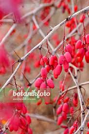 Attēlu rezultāti vaicājumam “Berberis vulgaris fruit”