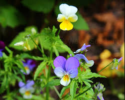 Attēlu rezultāti vaicājumam “Viola tricolor flower”