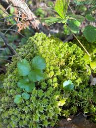 Attēlu rezultāti vaicājumam “Sphagnum girgensohnii”