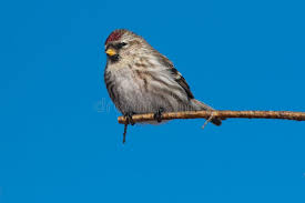 Attēlu rezultāti vaicājumam “Carduelis flammea female”