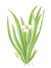 Attēlu rezultāti vaicājumam “Stratiotes aloides flower”