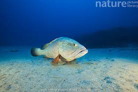 Image result for Epinephelus marginatus