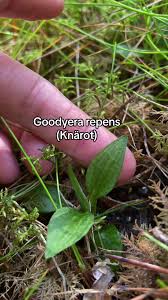 Attēlu rezultāti vaicājumam “Goodyera repens leaf”