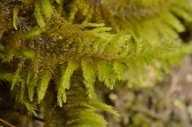 Attēlu rezultāti vaicājumam “Abietinella abietina var. hystricosa”