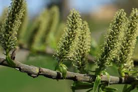 Attēlu rezultāti vaicājumam “Salix myrsinifolia female flower”