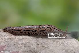 Attēlu rezultāti vaicājumam “Limax maximus”