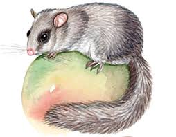 Attēlu rezultāti vaicājumam “Rodentia”