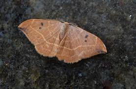 Attēlu rezultāti vaicājumam “Watsonalla binaria”