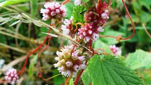 Attēlu rezultāti vaicājumam “Cuscuta europaea fruit”