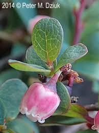 Attēlu rezultāti vaicājumam “Vaccinium uliginosum bud”