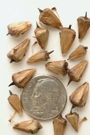 Attēlu rezultāti vaicājumam “Sparganium minimum fruit”