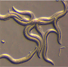 Attēlu rezultāti vaicājumam “Amaurochaete fusiformis spores”