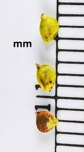 Attēlu rezultāti vaicājumam “Ranunculus acris fruit”