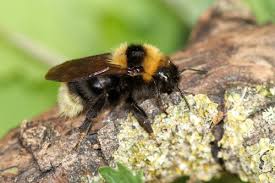 Attēlu rezultāti vaicājumam “Psithyrus sylvestris”