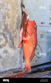 Image result for Epinephelus guttatus