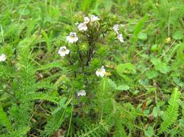 Image result for Euphrasia stricta