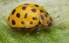 Attēlu rezultāti vaicājumam “Psyllobora vigintiduopunctata”