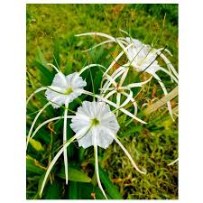 Attēlu rezultāti vaicājumam “Pellia endiviifolia sporophyte”