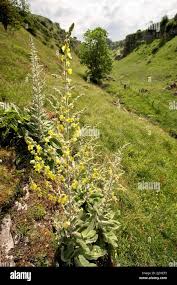Attēlu rezultāti vaicājumam “Verbascum nigrum flower”