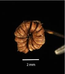 Attēlu rezultāti vaicājumam “Alisma plantago-aquatica fruit”