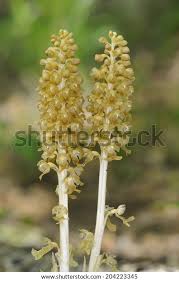 Attēlu rezultāti vaicājumam “Neottia nidus-avis bud”