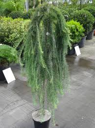 Attēlu rezultāti vaicājumam “Larix kaempferi”