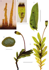 Attēlu rezultāti vaicājumam “Fissidens taxifolius sporophyte”
