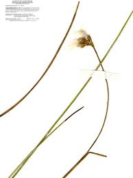 Attēlu rezultāti vaicājumam “Eriophorum gracile fruit”