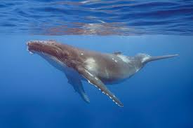 Image result for Megaptera novaeangliae