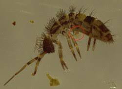 Attēlu rezultāti vaicājumam “Colloderma sp.”