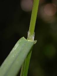 Attēlu rezultāti vaicājumam “Glyceria striata”