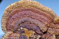 Attēlu rezultāti vaicājumam “Gloeophyllum abietinum”