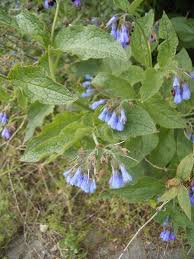 Attēlu rezultāti vaicājumam “Symphytum asperum leaf”