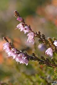 Attēlu rezultāti vaicājumam “Calluna vulgaris leaf”