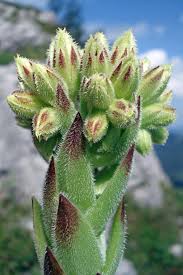 Attēlu rezultāti vaicājumam “Jovibarba globifera”