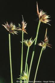 Attēlu rezultāti vaicājumam “Juncus capitatus”