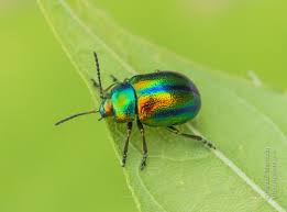 Attēlu rezultāti vaicājumam “Chrysolina fastuosa”