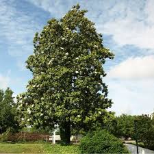 Attēlu rezultāti vaicājumam “Magnolia”