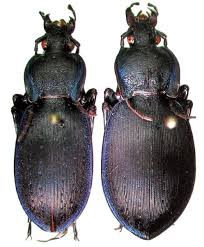 Attēlu rezultāti vaicājumam “Carabus hortensis”