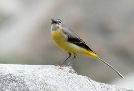 Attēlu rezultāti vaicājumam “Motacillidae”