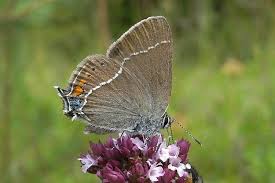 Attēlu rezultāti vaicājumam “Satyrium ilicis underside”