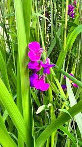 Attēlu rezultāti vaicājumam “Lathyrus palustris flower”