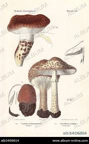 Attēlu rezultāti vaicājumam “Lepiota aspera”