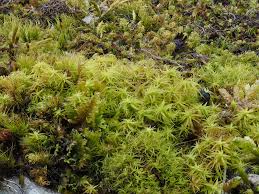 Attēlu rezultāti vaicājumam “Paludella squarrosa sporophyte”