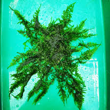 Attēlu rezultāti vaicājumam “Riccardia multifida”