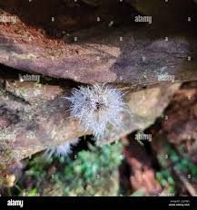 Attēlu rezultāti vaicājumam “Tilachlidium brachiatum”