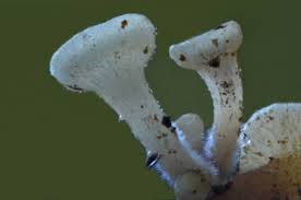 Attēlu rezultāti vaicājumam “Hymenoscyphus fructigenus var. coryli”